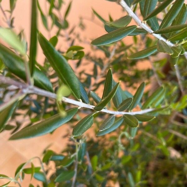 Olea europaea Folio