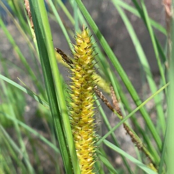 Carex rostrata Blüte