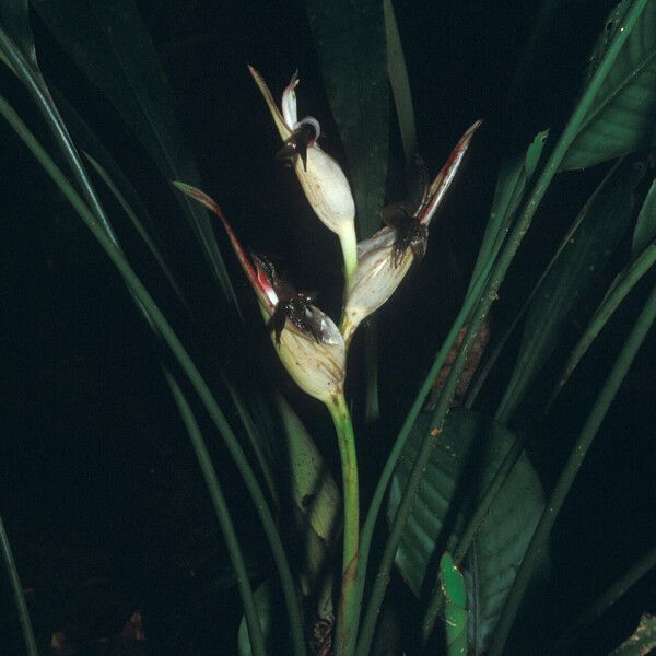 Heliconia lourteigiae Кветка