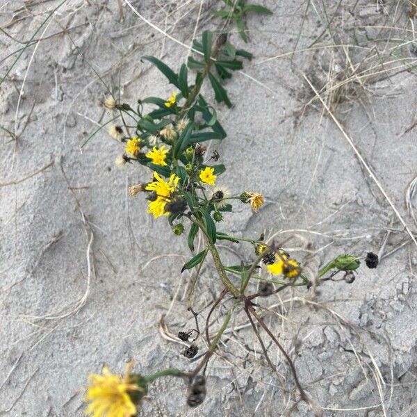 Hieracium umbellatum Vivejo