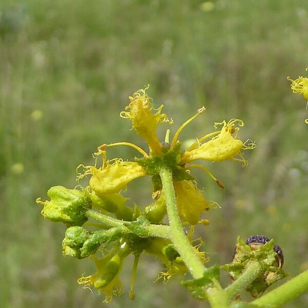Ruta chalepensis Flower