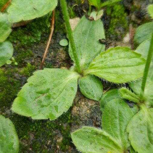 Ranunculus bullatus Liść