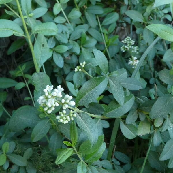 Ligustrum vulgare Кора