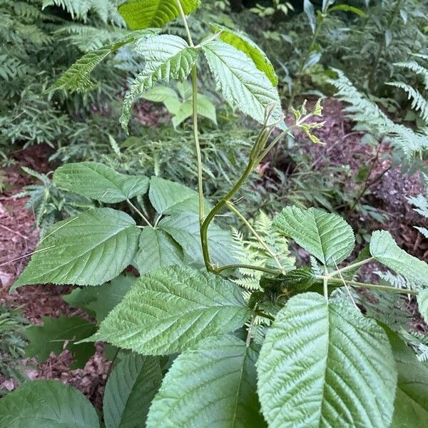 Rubus canadensis Blad