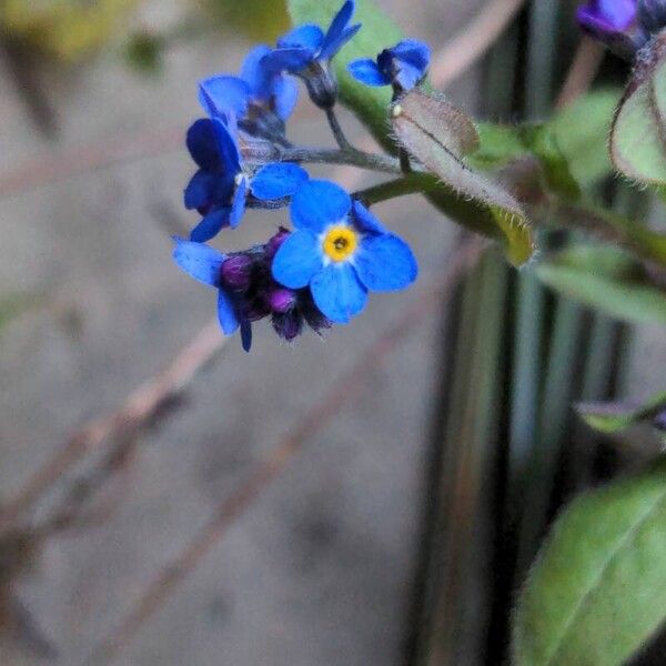 Myosotis sylvatica 花