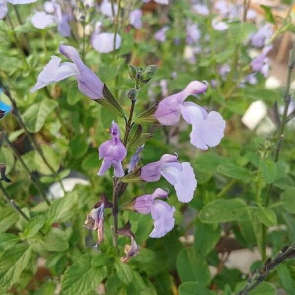 Salvia × jamensis Flor