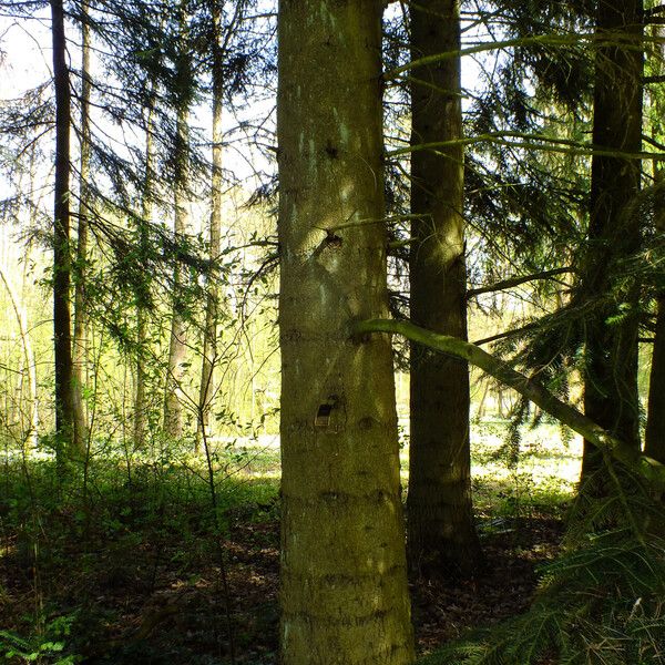 Abies cilicica Кора