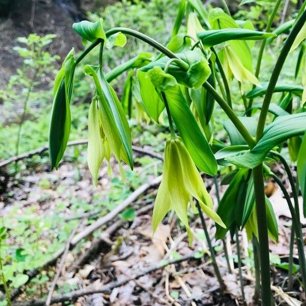 Uvularia grandiflora Blüte