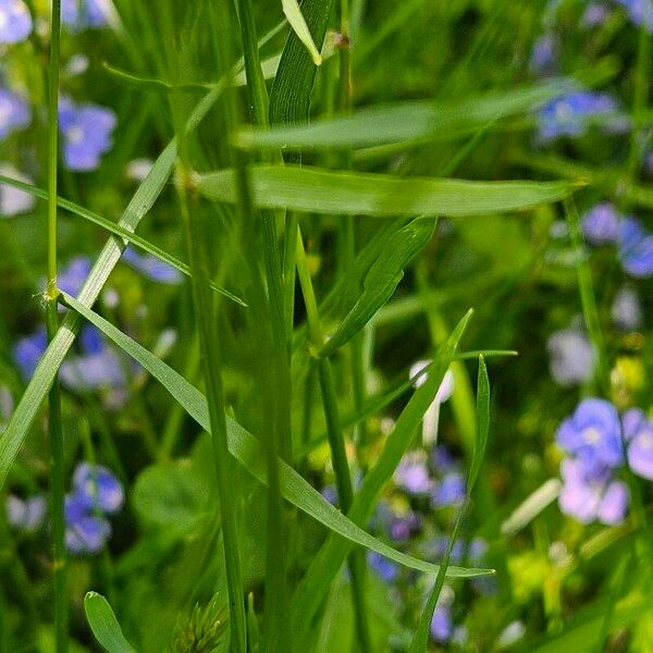 Anthoxanthum odoratum Kůra