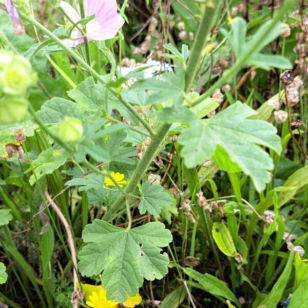 Malva alcea Лист