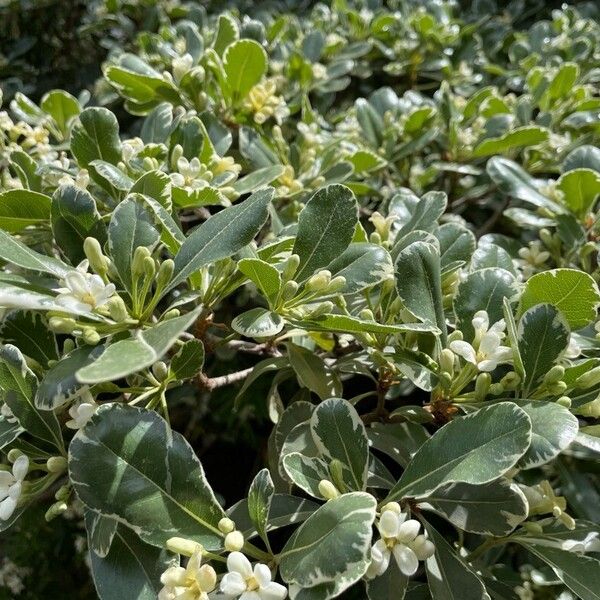 Pittosporum heterophyllum Кветка