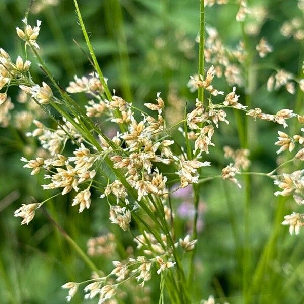 Luzula luzuloides Flower