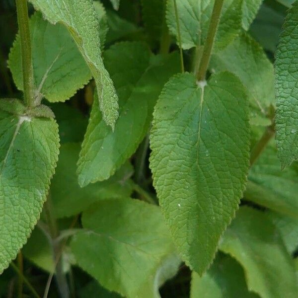 Stachys alpina Blad