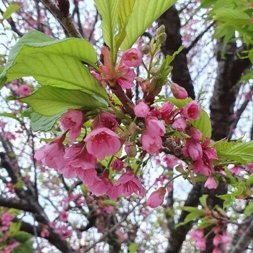 Prunus campanulata Žiedas