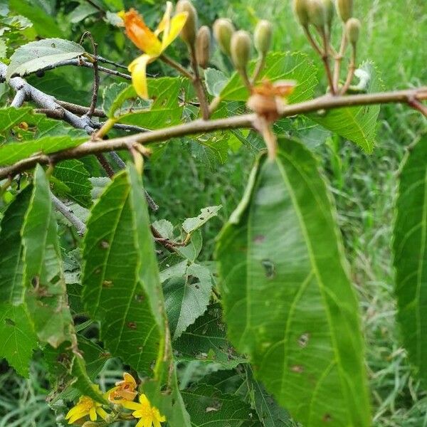 Grewia trichocarpa Blatt