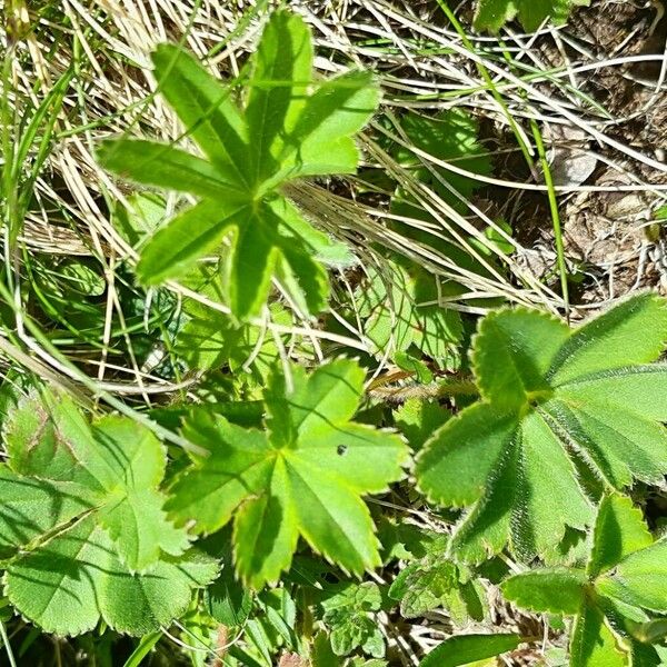 Alchemilla monticola Leaf