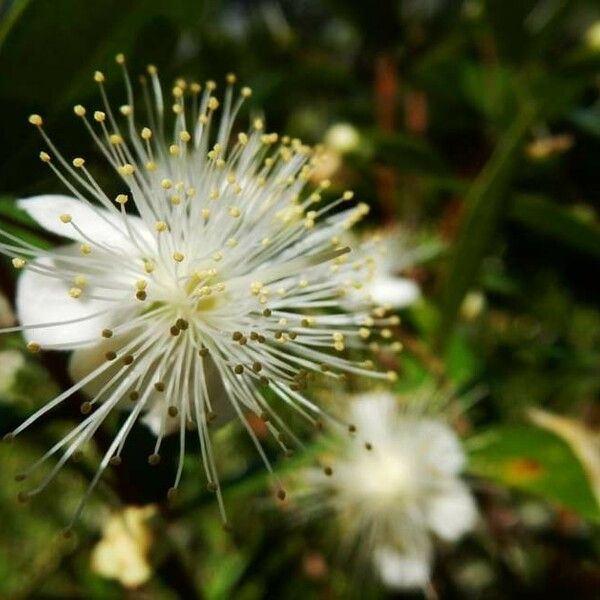 Myrtus communis 花