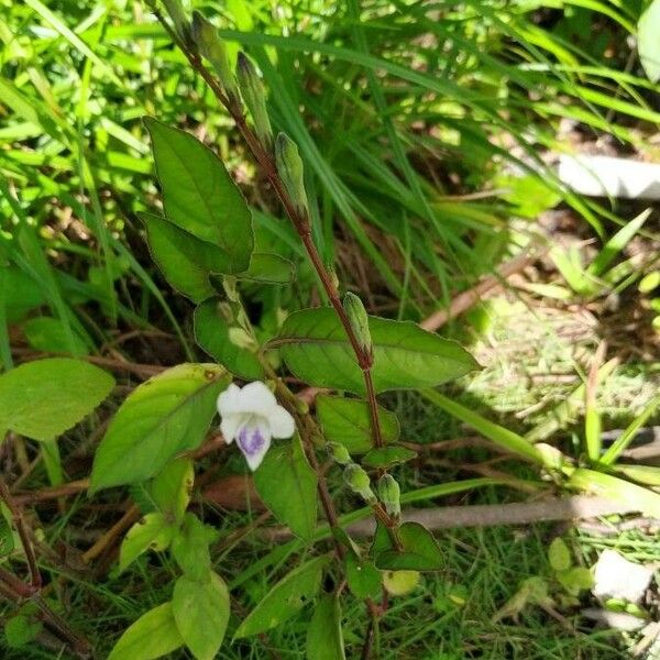 Asystasia gangetica Flower