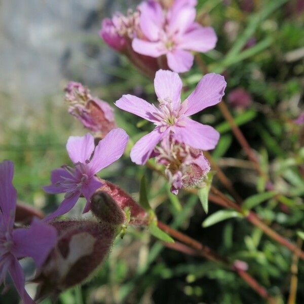 Saponaria caespitosa Žiedas