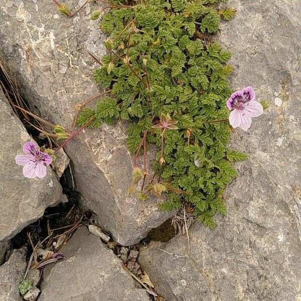 Erodium glandulosum Цвят