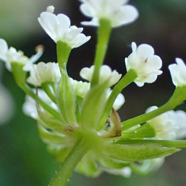Chaerophyllum temulum Квітка