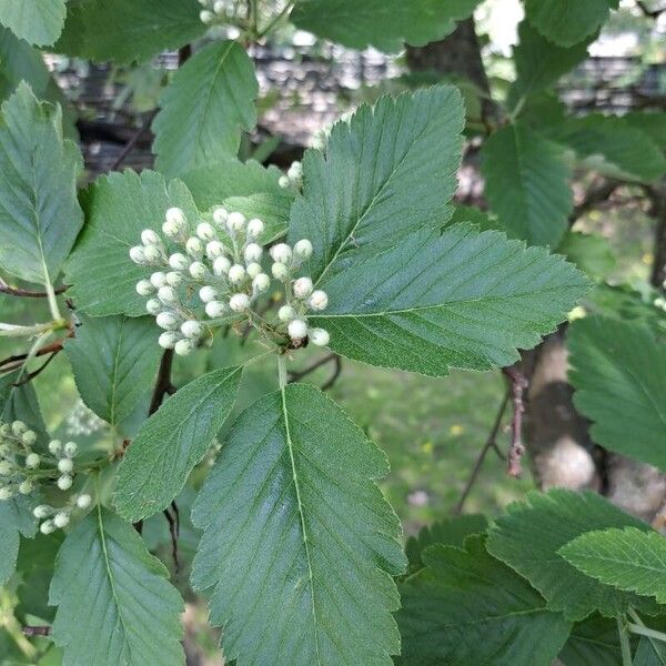 Sorbus mougeotii Blatt