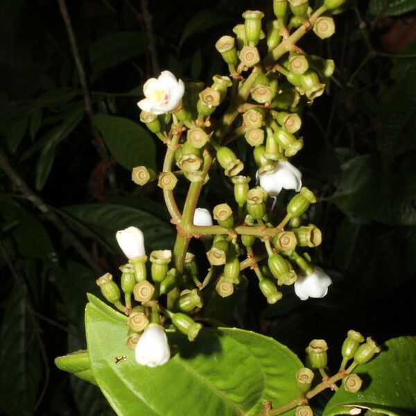 Adelobotrys adscendens Flower