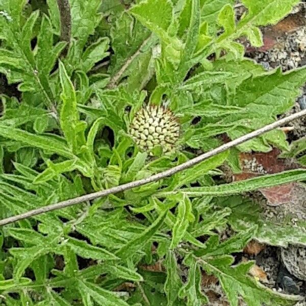 Scabiosa lucida ফুল