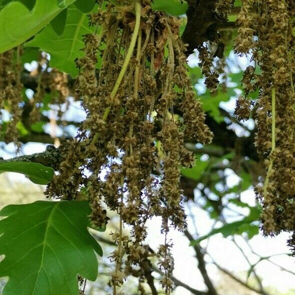 Quercus macranthera 花