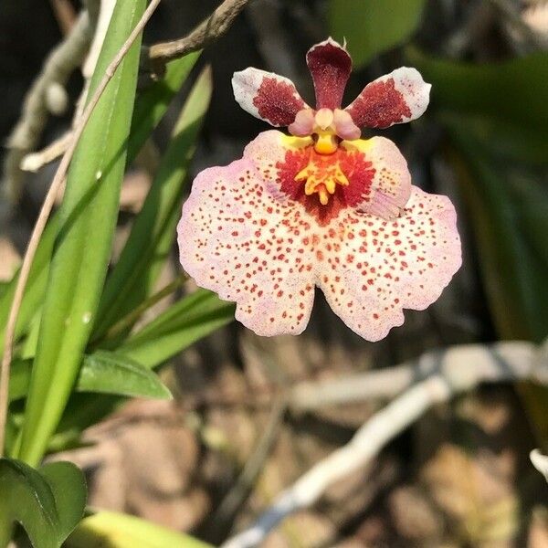 Rhynchostylis gigantea Flower