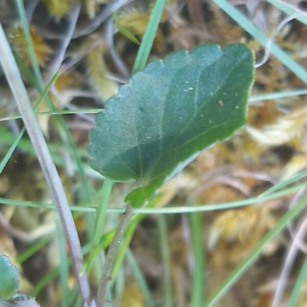 Viola riviniana Leaf