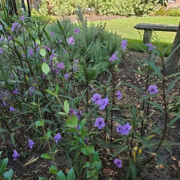 Ruellia simplex Floro