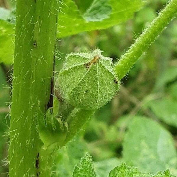 Alcea biennis Blodyn