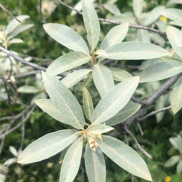 Elaeagnus angustifolia 叶