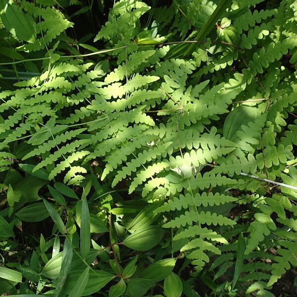 Histiopteris incisa Leaf