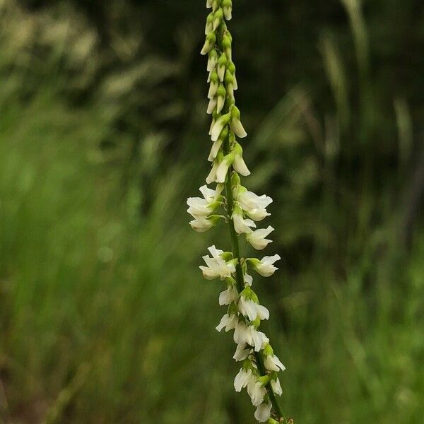 Melilotus albus Fiore