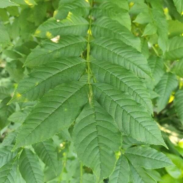 Fraxinus excelsior Leaf