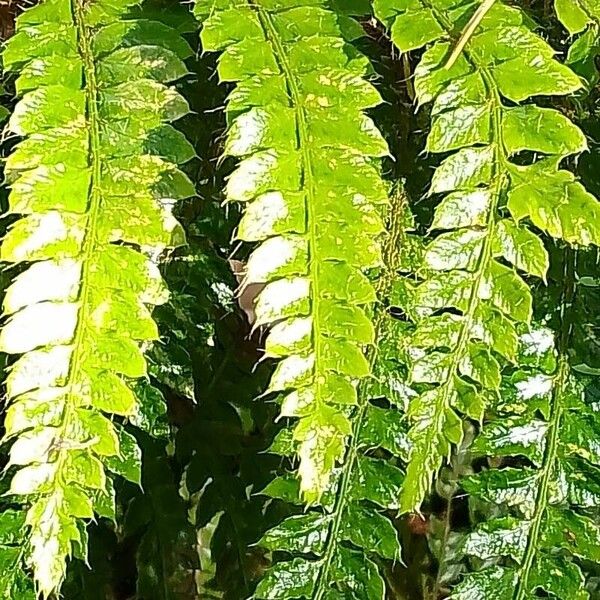 Polystichum luctuosum Frunză