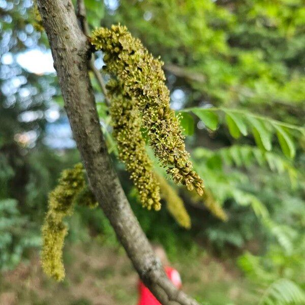 Gleditsia triacanthos Virág