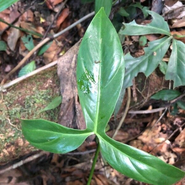 Philodendron tripartitum Leaf