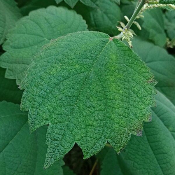 Boehmeria platanifolia Blad