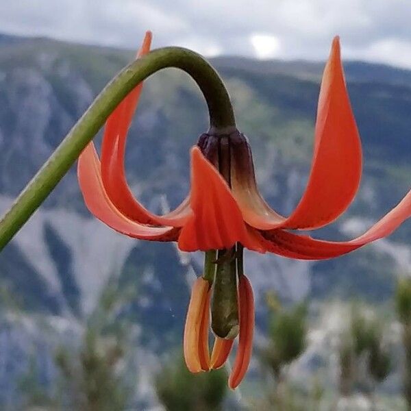 Lilium pomponium Цвят