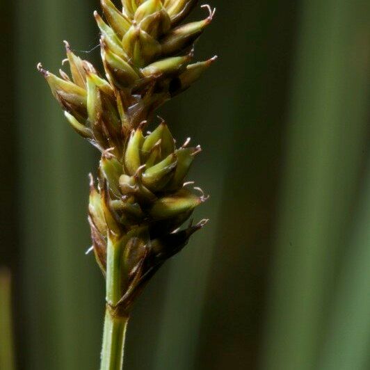 Carex heleonastes Fruct