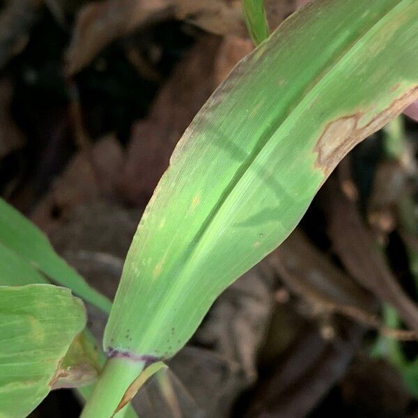 Paspalum repens Rinde