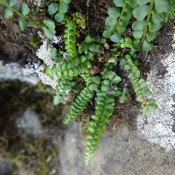 Asplenium viride Folha