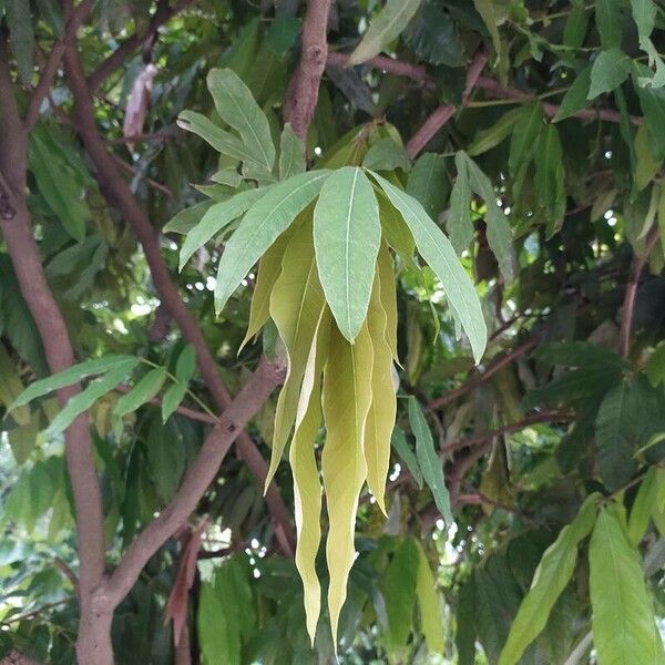 Amherstia nobilis Blatt