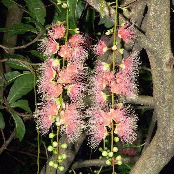 Barringtonia racemosa 花