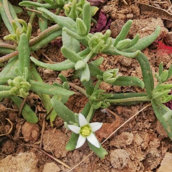 Aizoanthemopsis hispanica Λουλούδι