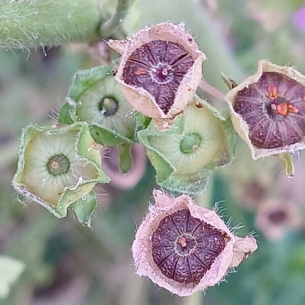 Malva sylvestris Плод