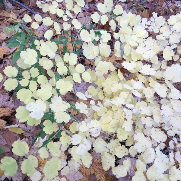 Thalictrum dioicum Leaf